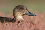 Image. Chestnut Teal