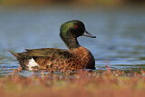 Image. Chestnut Teal