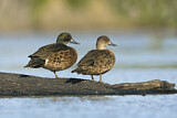 Image. Chestnut Teal