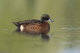 Image. Chestnut Teal
