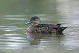 Image. Chestnut Teal