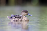 Image. Chestnut Teal