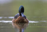 Image. Chestnut Teal