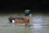 Image. Chestnut Teal