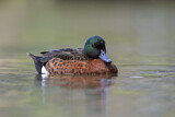 Image. Chestnut Teal