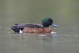 Image. Chestnut Teal