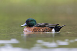 Image. Chestnut Teal
