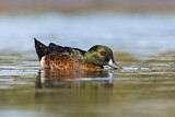 Image. Chestnut Teal