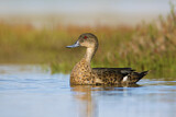 Image. Chestnut Teal
