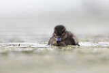 Image. Chestnut Teal