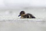 Image. Chestnut Teal