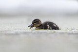 Image. Chestnut Teal