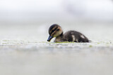 Image. Chestnut Teal