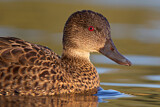 Image. Chestnut Teal