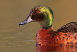 Image. Chestnut Teal