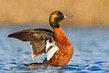 Image. Chestnut Teal