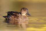 Image. Chestnut Teal