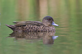 Image. Chestnut Teal