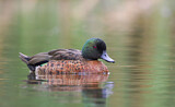 Image. Chestnut Teal
