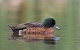 Image. Chestnut Teal