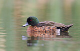Image. Chestnut Teal