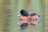 Image. Chestnut Teal