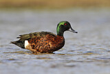 Image. Chestnut Teal