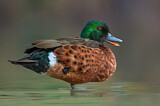 Image. Chestnut Teal