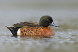 Image. Chestnut Teal