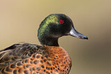 Image. Chestnut Teal