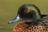 Image. Chestnut Teal