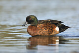 Image. Chestnut Teal