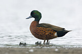 Image. Chestnut Teal