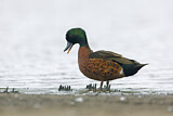 Image. Chestnut Teal