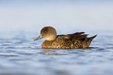 Image. Chestnut Teal