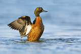 Image. Chestnut Teal