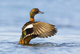 Image. Chestnut Teal
