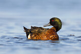Image. Chestnut Teal