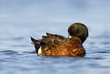 Image. Chestnut Teal