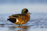 Image. Chestnut Teal