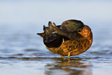 Image. Chestnut Teal