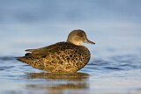 Image. Chestnut Teal