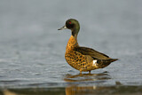 Image. Chestnut Teal