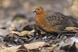 Image. Chestnut Wood Quail