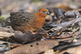 Image. Chestnut Wood Quail