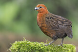 Image. Chestnut Wood Quail