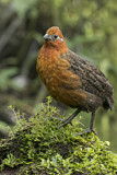 Image. Chestnut Wood Quail