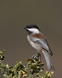 Image. Chestnut-backed Chickadee
