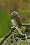 Image. Chestnut-backed Owlet
