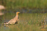Image. Chestnut-bellied Sandgrouse